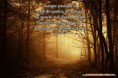 /album/fondos-de-pantalla/a6-hq-wallpaper-con-un-bosque-nebuloso-magico-oscuro-jpg/