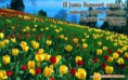 /album/fondos-de-pantalla/fotos-de-flores-paisajes-naturales-imagenes-de-pantalla-3-jpg/