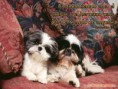/album/animales/animales11-jpg1/