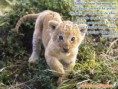 /album/animales/animales70-jpg1/