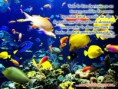 /album/animales/armonia-tropical-1024x768-jpg1/