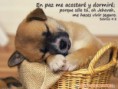 /album/animales/cachorrito-1024x768-jpg1/