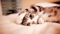/album/animales/a34-jpg/