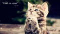 /album/animales/a36-jpg/